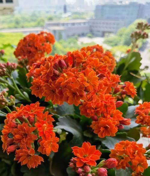 长寿花象征什么？长寿花的代表意义有哪些？