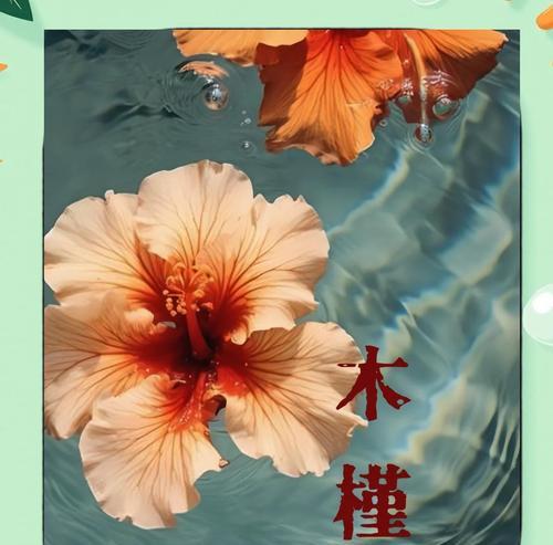 四个颜色木槿花的寓意分别是什么？木槿花颜色与象征意义的关系？