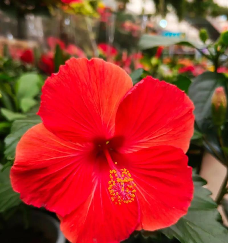 四个颜色木槿花的寓意分别是什么？木槿花颜色与象征意义的关系？