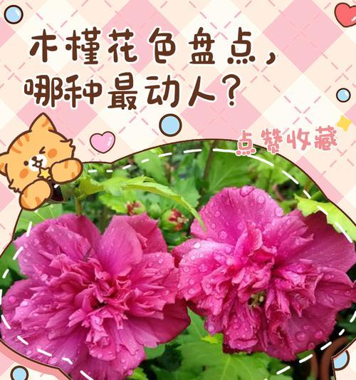 四个颜色木槿花的寓意分别是什么？木槿花颜色与象征意义的关系？
