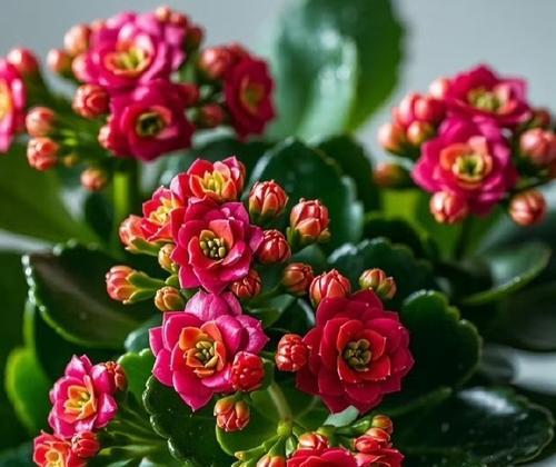 哪些花寓意身体健康？它们的花语是什么？