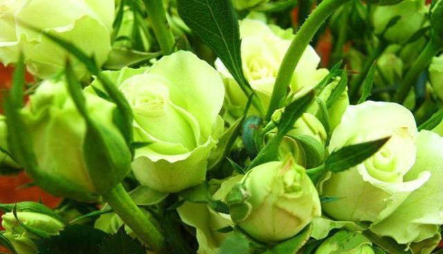 19朵绿色玫瑰代表什么？送花时的特殊含义是什么？
