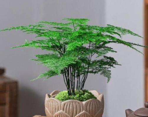寓意平安归来的花是什么？这种花有什么特别的含义？