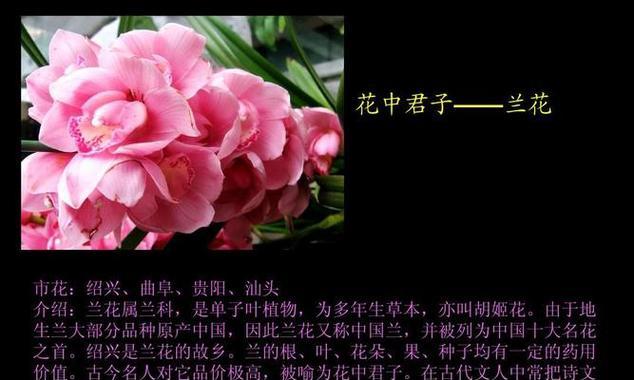 花语大全中寓意快乐的花有哪些？