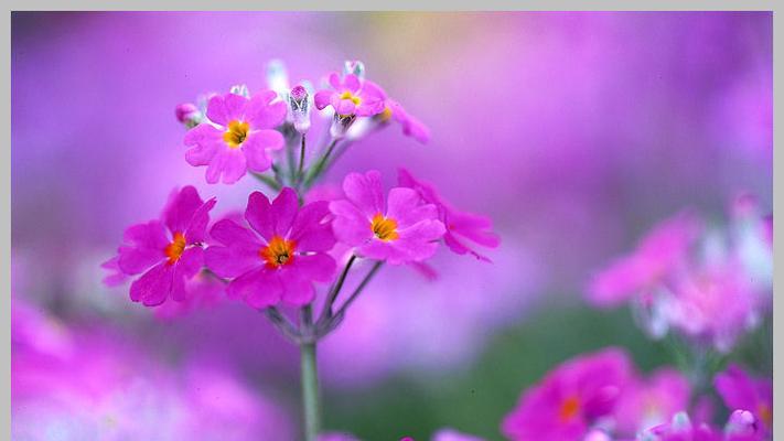 什么样的花语寓意着许愿成功？