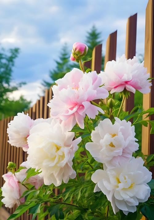 爱情颜色的花有哪些？它们各自代表什么意义？
