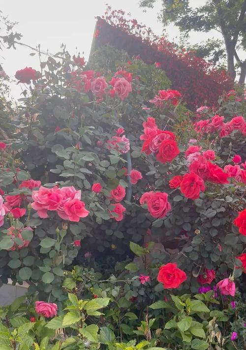 爱情颜色的花有哪些？它们各自代表什么意义？
