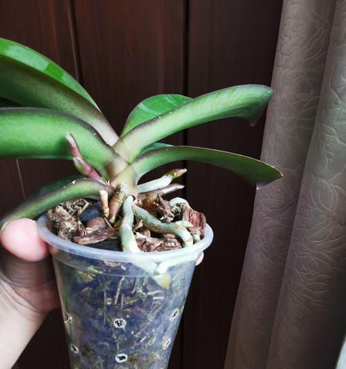 哪种花寓意领导职位提升？