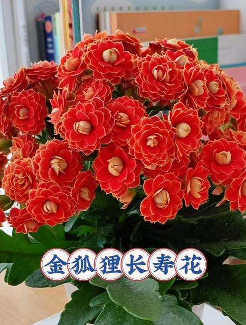 哪种花寓意长寿？长寿花的象征意义是什么？