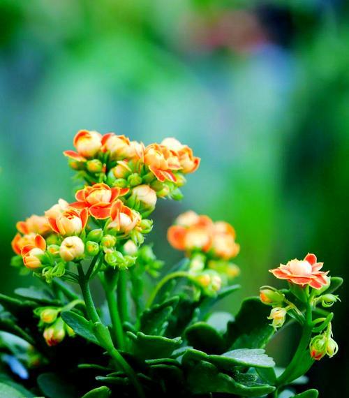哪种花寓意长寿？长寿花的象征意义是什么？