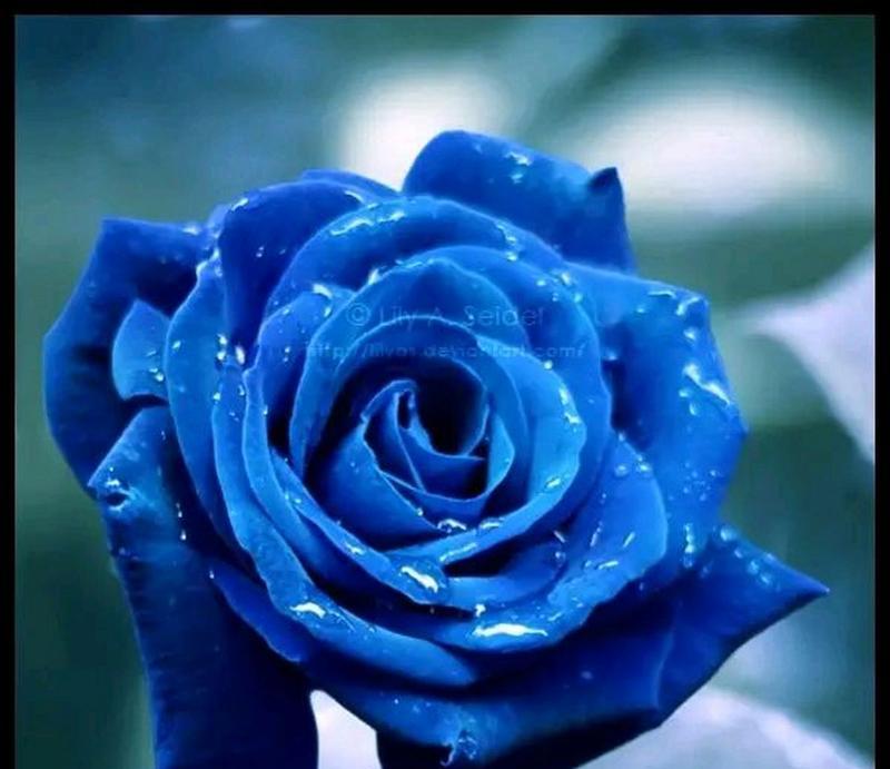 8朵蓝色花代表什么？蓝色花的花语含义是什么？