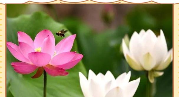 哪种花象征着节约和节俭？