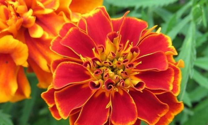 哪种花象征着节约和节俭？