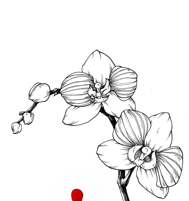黑白色花朵的寓意是什么？它们象征着什么？