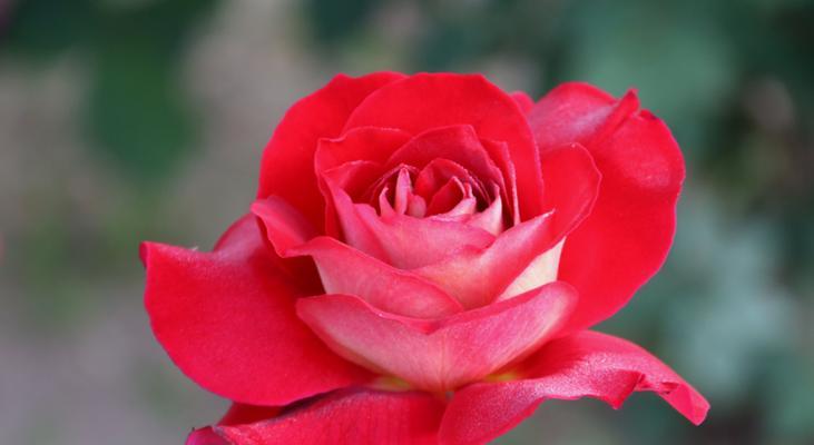 红色月季花寓意着什么？月季花的色彩与意义有何关联？