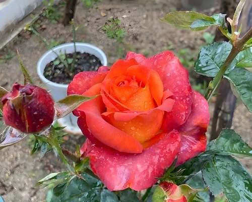 红色月季花寓意着什么？月季花的色彩与意义有何关联？