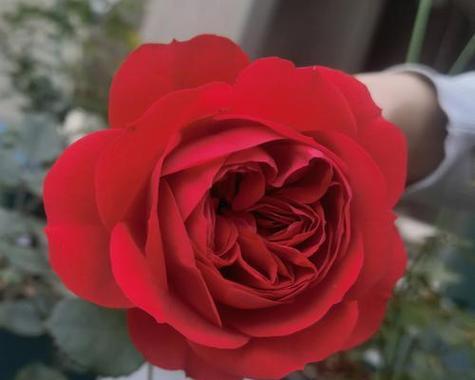 红色月季花寓意着什么？月季花的色彩与意义有何关联？