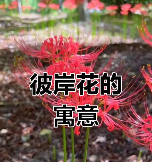 花语冷灰色是什么意思？冷灰色花的寓意有哪些？
