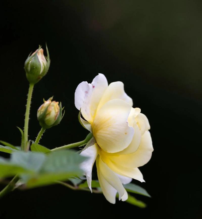 黑色月季花象征着什么？黑色月季花的意义是什么？