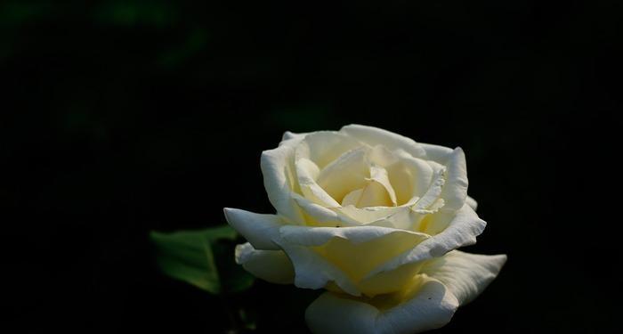 黑色月季花象征着什么？黑色月季花的意义是什么？