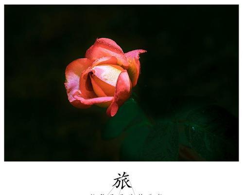 黑色月季花象征着什么？黑色月季花的意义是什么？