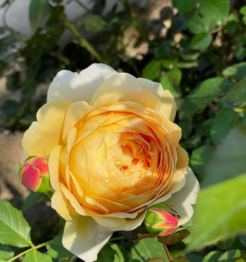灰色系花卉的花语是什么？它们有何特别寓意？