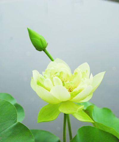 绿色荷花手捧花有何特别含义？它的寓意是什么？