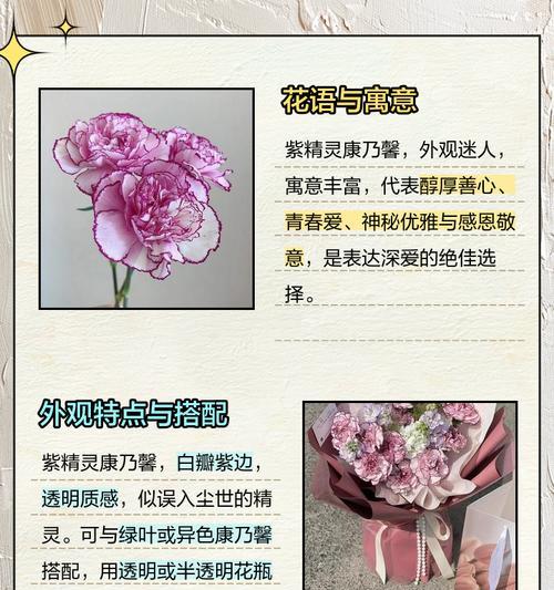紫色精灵玫瑰花的寓意是什么？