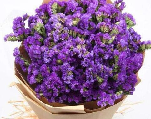 紫色的花及花语寓意是什么？