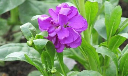 紫色的花及花语寓意是什么？