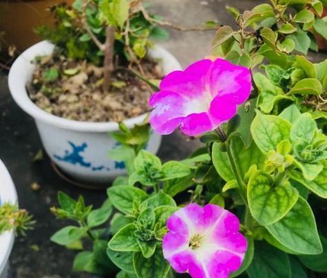 白色牵牛花的寓意是什么？白色牵牛花在花语中代表什么？