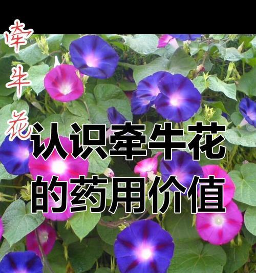 白色牵牛花的寓意是什么？白色牵牛花在花语中代表什么？