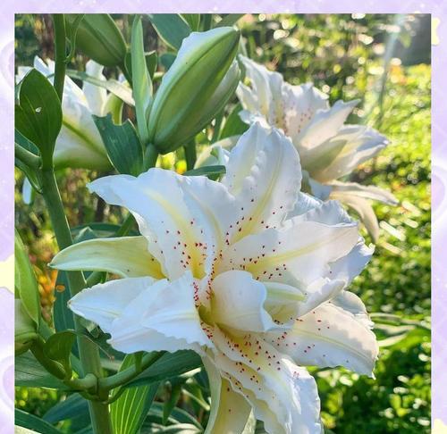 白色百合花与向日葵的寓意是什么？它们代表了什么？