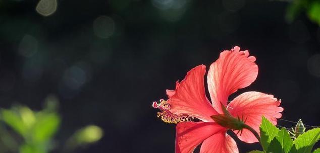扶桑花的传说有哪些？它的寓意是什么？