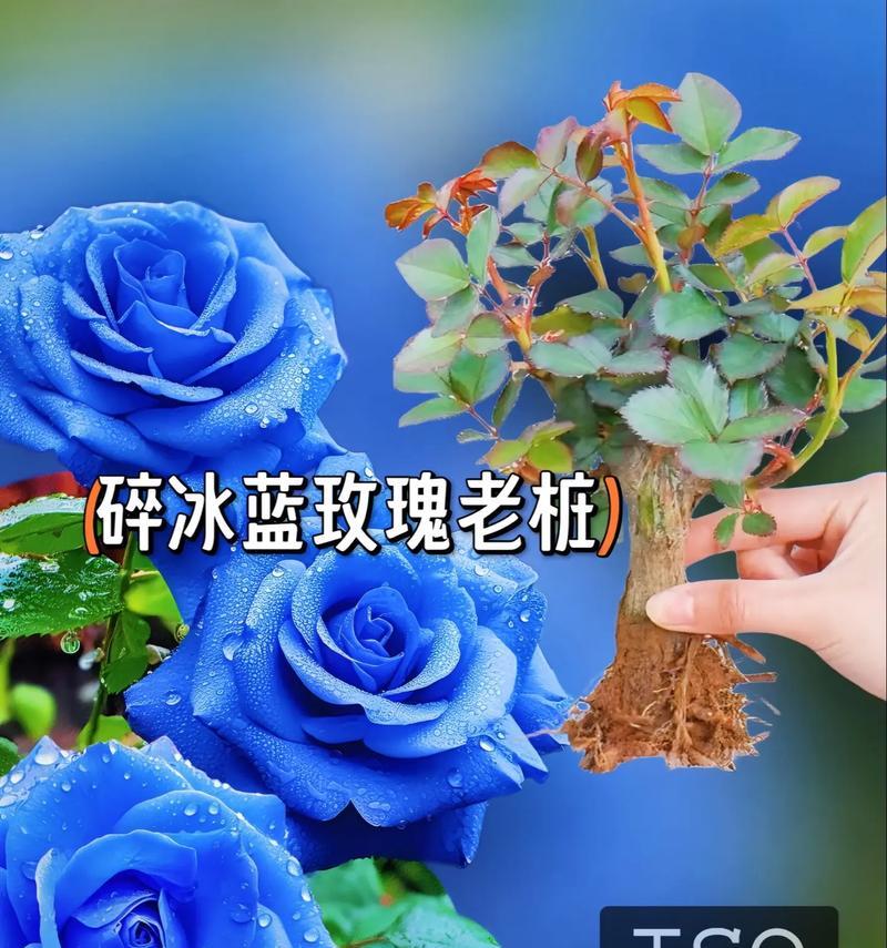 蓝色植物花语有哪些？蓝色花卉代表什么意义？