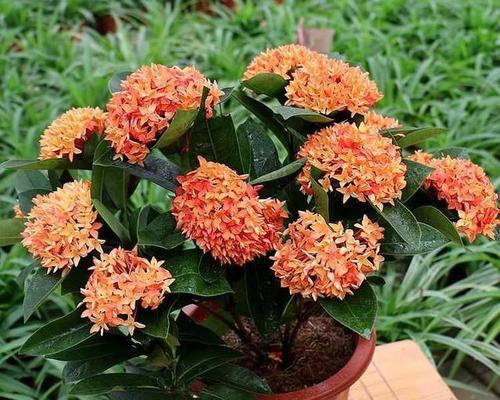 吉祥龙佩象征哪种花？它的寓意是什么？