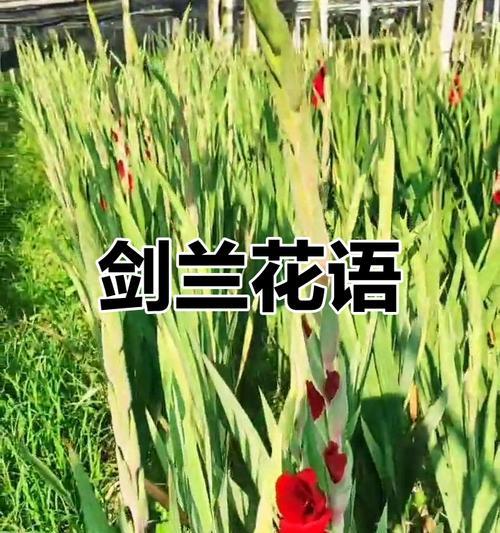花语大全中节节高升代表什么？