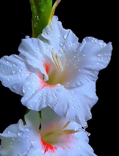 花语大全中节节高升代表什么？
