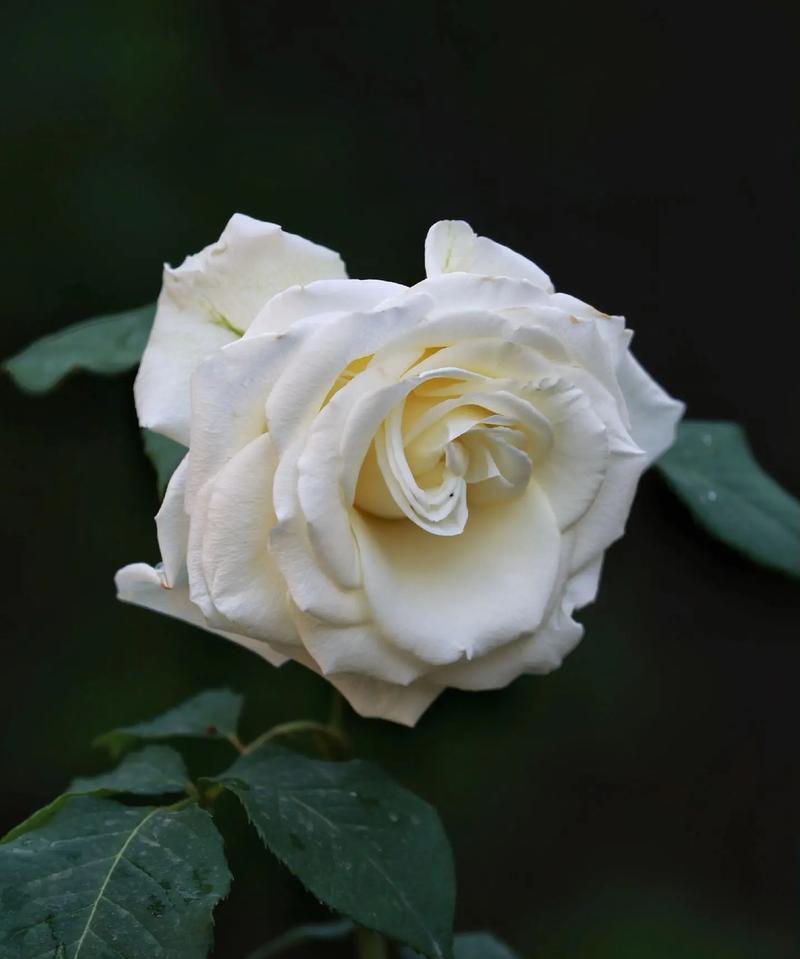 白色花有哪些种类及其寓意是什么？