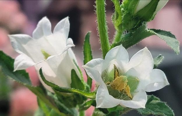 白色花有哪些种类及其寓意是什么？
