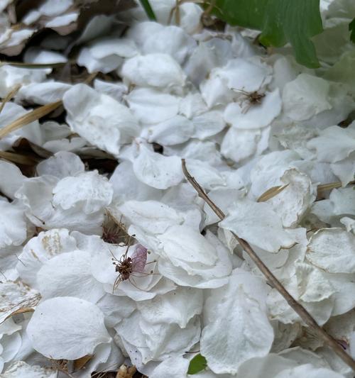 白色花有哪些种类及其寓意是什么？