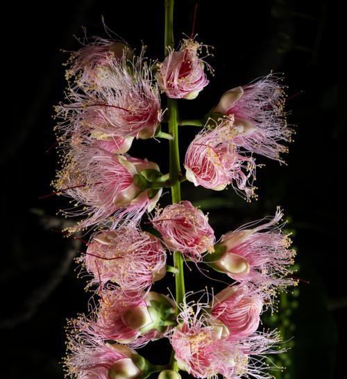 七月的象征花是什么颜色？这个颜色的花有哪些代表？