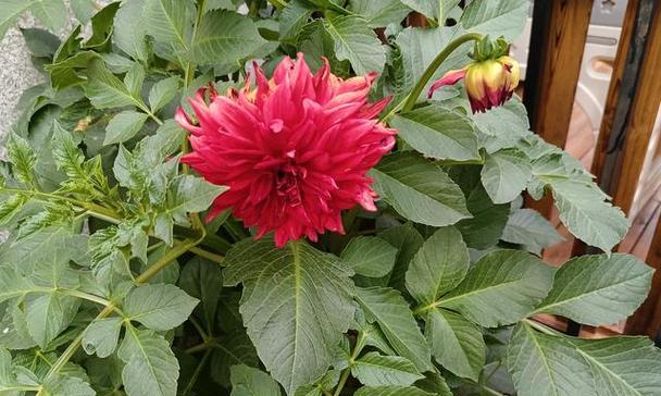七月的象征花是什么颜色？这个颜色的花有哪些代表？