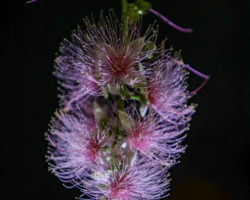 七月的象征花是什么颜色？这个颜色的花有哪些代表？