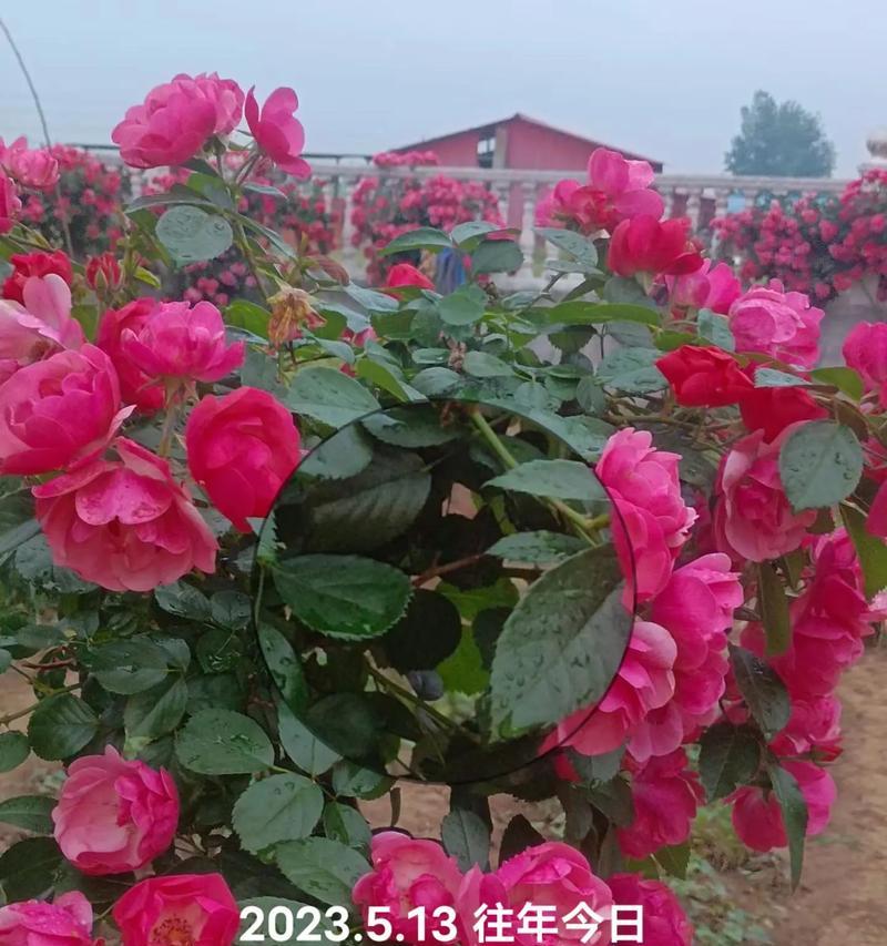 象征着快乐开心的花有哪些？快乐开心的花有哪些种类？