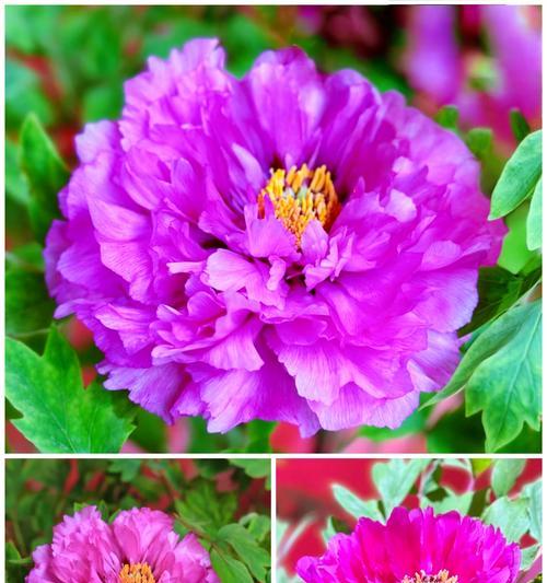 传统寓意吉祥的花有哪些？这些花的寓意是什么？
