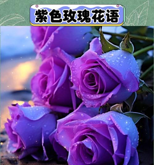 紫色花有哪些寓意？紫色花卉的花语是什么？