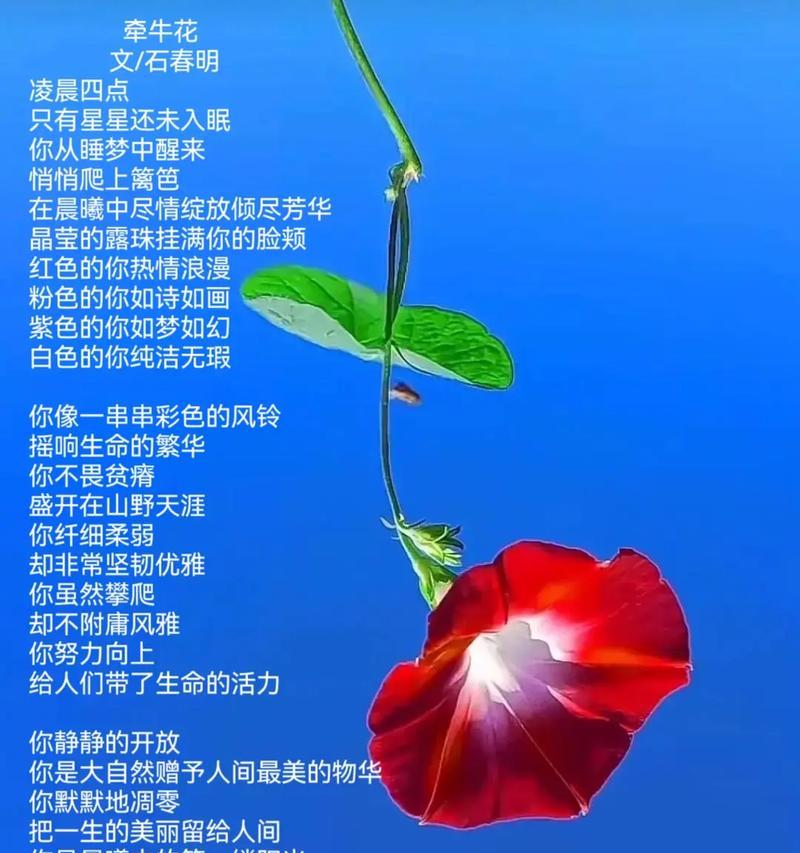 牵牛花颜色代表什么？牵牛花颜色的含义是什么？