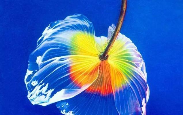 水中花象征着什么爱情寓意？