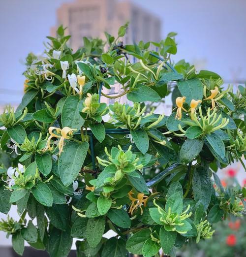 金银色的花意义是什么？金银色花卉在装饰和送礼中有何特别之处？